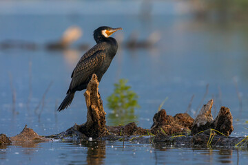 Great Cormorant stands on a branch. Beautiful wild bird from Kerkini lake in Greece.