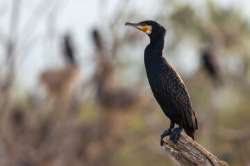 Great Cormorant stands on a branch. Beautiful wild bird from Kerkini lake in Greece.