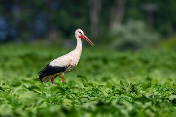 White stork stands in green field. Ciconia ciconia from Kerkini lake in Greece.