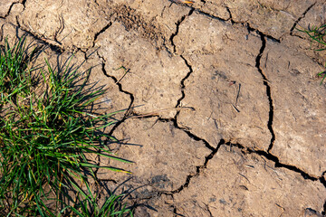 Drought, soil cracks in the agricultural field