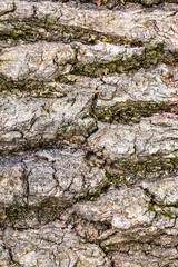 Ecorce d'arbre - texture d'écorces de bois en gros plan - tronc d'arbre en macro