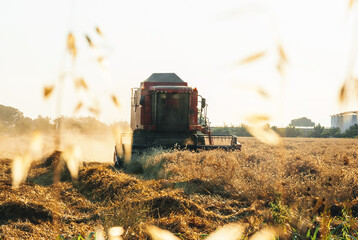 Fototapeta premium Combine harvester in action on rye field. Process of gathering a ripe crop on the sunset in late summer by agricultural machinery 