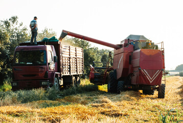 Combine harvester in action on rye field. Process of gathering a ripe crop on the sunset in late summer by agricultural machinery 