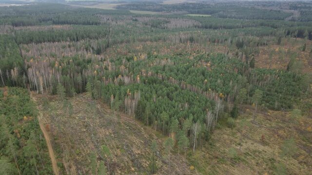 Drone view of the forest and tree tops, road and blue sky, on an autumn day in bad weather