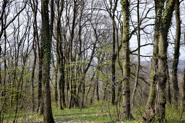 Trees in the forest. Forest landscape in springtime