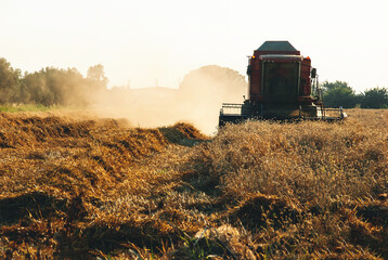 Combine harvester in action on rye field. Process of gathering a ripe crop on the sunset in late...