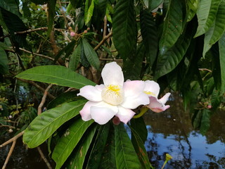 
Beautiful, fragrant Gustavia hexapetala flower, Lecythidaceae family. Amazon rainforest, Brazil 
