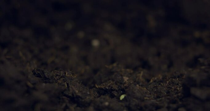 Growing plants in Spring Timelapse, Sprouts Germination newborn Pea plant in greenhouse agriculture. growing ridis in the house, sprouting from the ground.