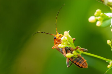 This is not a red soldier soft-bodied, straight-sided beetle, it is a red curious animal on a flower in meadow