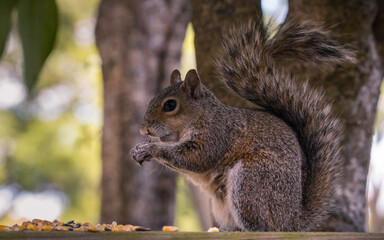 Squirrel eating a nuts and seeds. Cute Squirrel on the feeder. Green tree leaves on background. Close-up macro shot. Feeding wild animals. 