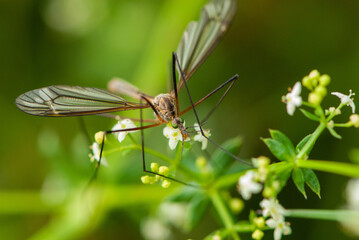 Close-up mosquito with big green eyes and unfriendly face sitting on a flower in meadow in summer in Alps
