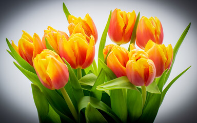 bouquet of yellow-red tulips on a white background