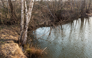 Birch trees standing above the water i