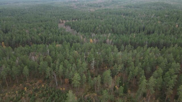Drone view of the forest and tree tops, road and blue sky, on an autumn day in bad weather
