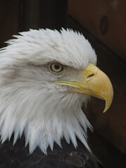 bald eagle portrait