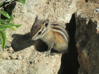 chipmunk on a rock