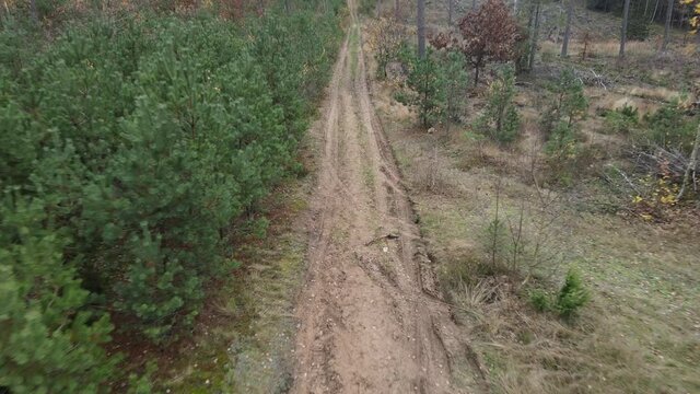 Drone view of the forest and tree tops, road and blue sky, on an autumn day in bad weather