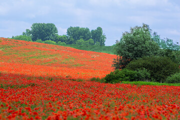 Fototapeta na wymiar The field is covered with beautiful red poppies.