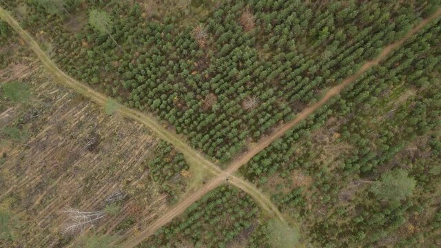 Drone view of the forest and tree tops, road and blue sky, on an autumn day in bad weather