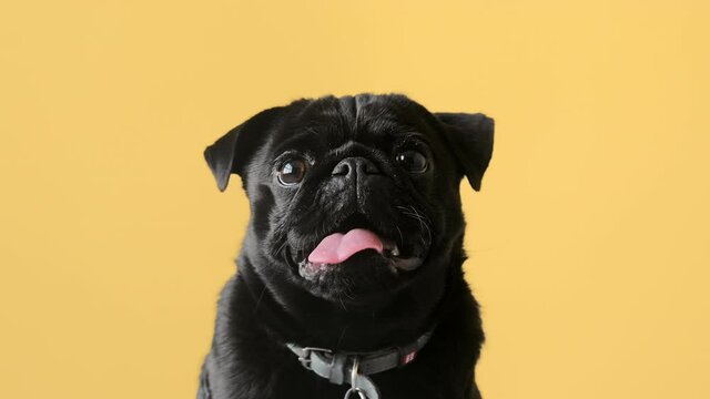 Portrait of black pug funny dog on isolated yellow background in studio looking to the camera. Cute funny pet.
