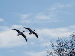 2 gray geese flying in blue sky