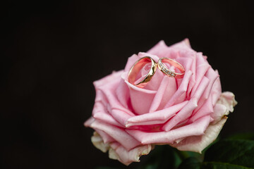 wedding rings on a pink rose  close up