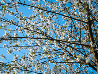 Cherry blossom tree on blue sky background. White flowers on tree. Springtime background. Spring flowers background. 