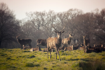 Deers and stags in the nature at sunset.
