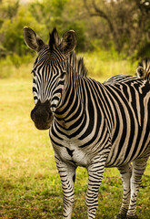 Fototapeta na wymiar Closeup shot of Zebra standing in the African grassland
