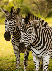 Obraz na płótnie Canvas Portrait shot of Zebras standing in the great African grassland