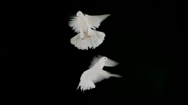 Pair of beautiful doves with white plumage flies up and fly in studio on a black background. Isolated bird flaps its wings in the air. The circus pigeon hovers close up in slow motion.