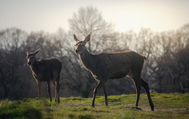 Female deers in Richmond park during sunset