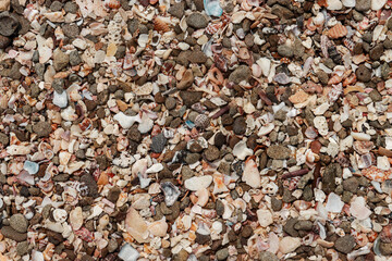 pebbles and shells in the beach 