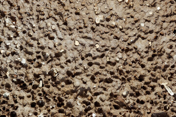 Natural Coral stone wall background in an island 