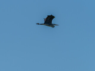 one gray heron flies in the blue cloudless sky