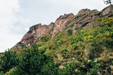 rock wall with trees