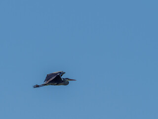 one gray heron flies in the blue cloudless sky