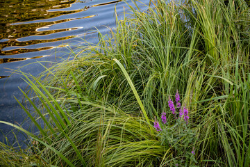 Purple Flowers Blooming next to a Stream by the Sickla Canal in the Södra Hammarbyhamnen Neighborhood of Stockholm, Sweden