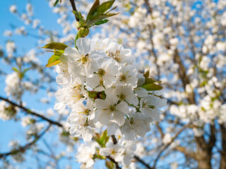 White cherry blossoms, on the blue sky background. Flowering cherry tree. Spring flowers bloom. 