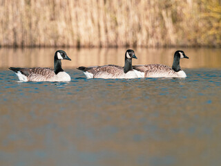 on the blue water of a lake swim some wild geese
