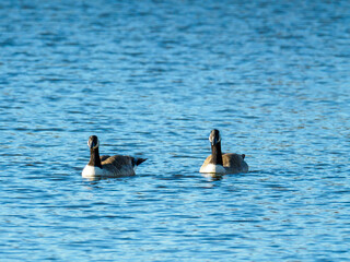 on the blue water of a lake swim some wild geese