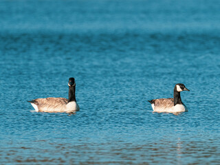 on the blue water of a lake swim some wild geese