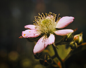 Brombeer Blüte mit schönem Bokeh
