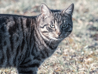 Obraz premium gray tabby european domestic cat looks at the camera