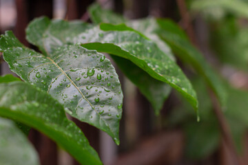 rain drops on a leaf