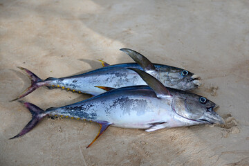 Two fresh large tuna have just been fished out of the ocean and are lying on the sand. Freshly caught fish is prepared for cutting or selling. Tuna fish freshly caught close-up.