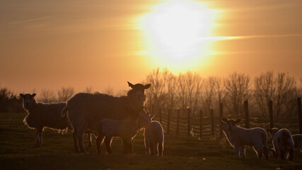 Sheep and lambs in a field in springtime at sunset, North Yorkshire, England, United Kingdom