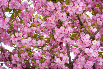 Spring border background with pink blossom, sakura close-up. Blossoming cherry trees in spring,Spring Background.