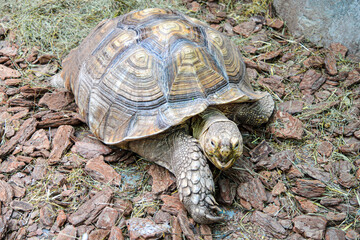 Turtle is moving forward, the zoo