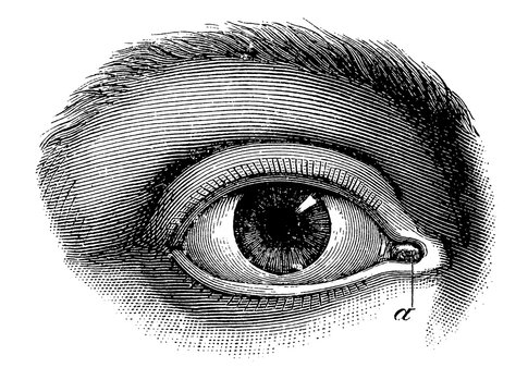 Eye with its means of protection. Lacrimal glands. Illustration of the 19th century. Germany. White background.